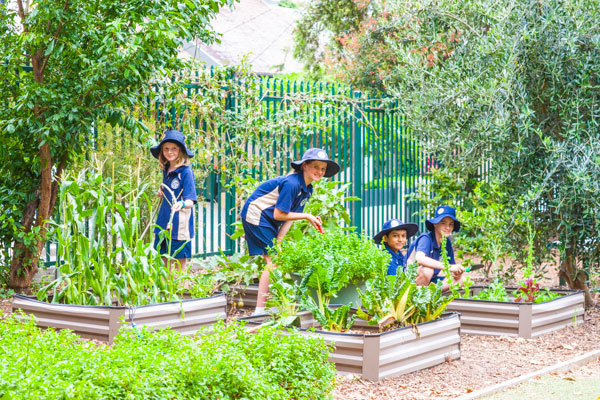 St Fiacre's Catholic Primary School Leichhardt Food Garden